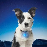 SPOTLIT DOG COLLAR LIGHT- Blue